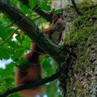 Eichhörnchen in freier Wildbahn 