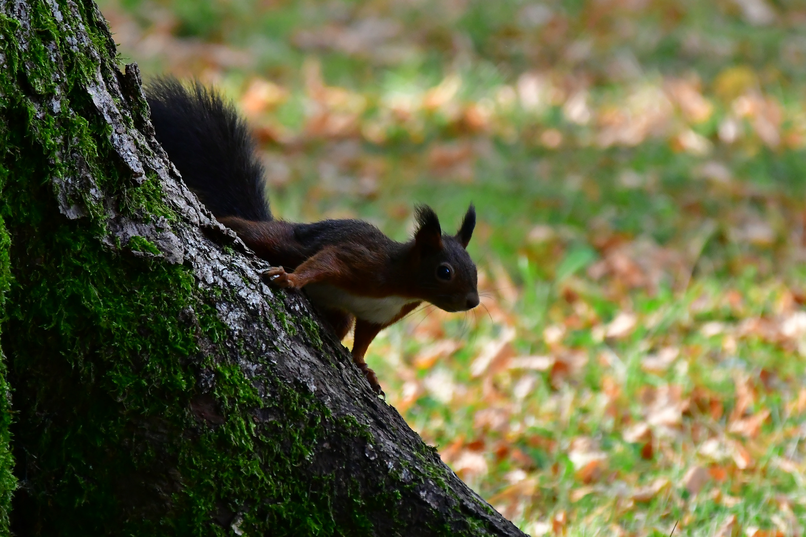 Eichhörnchen in freier Wildbahn