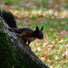 Eichhörnchen in freier Wildbahn