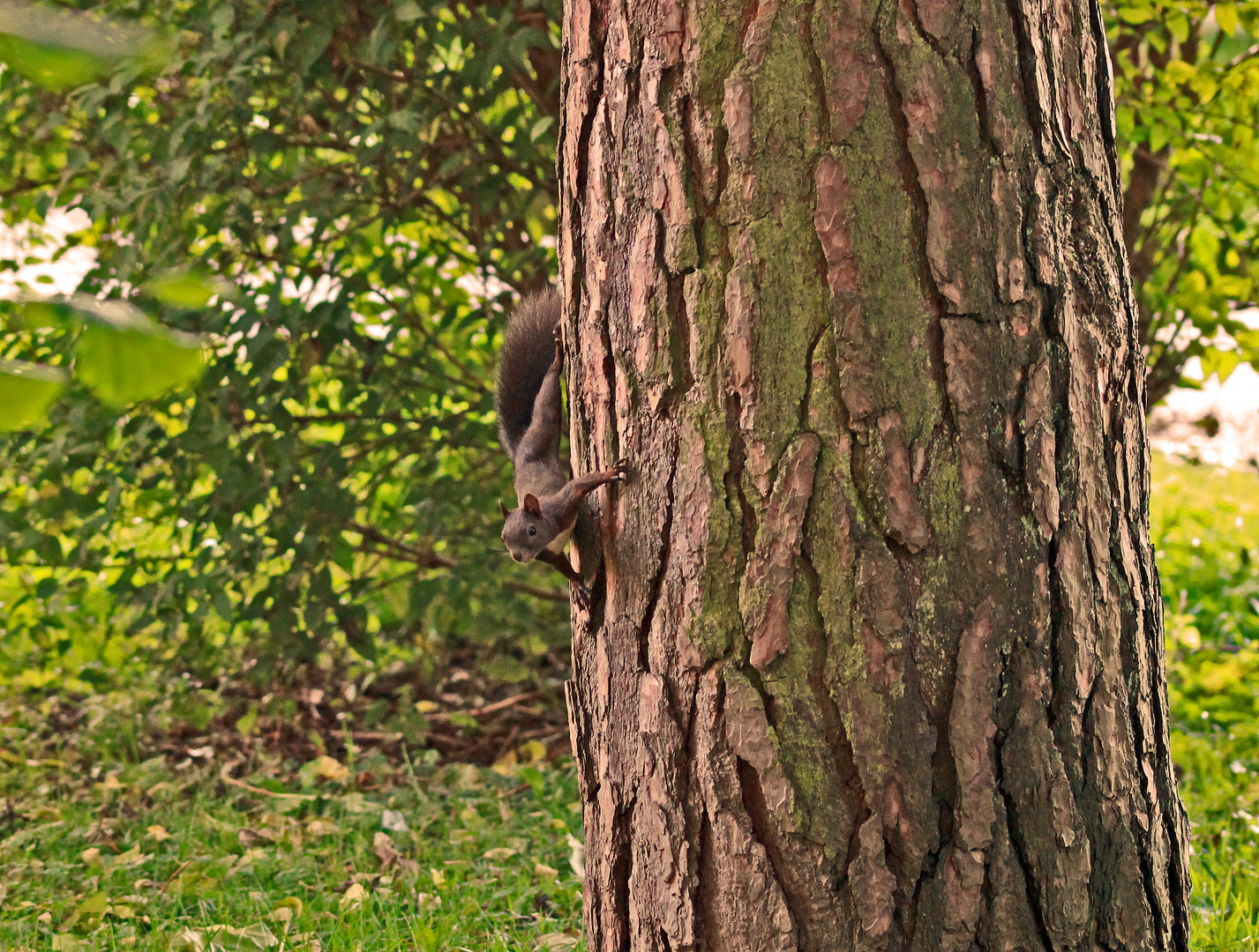 Eichhörnchen in freier Wildbahn