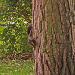 Eichhörnchen in freier Wildbahn