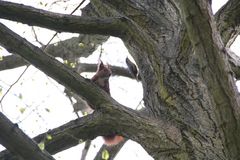 Eichhörnchen in Gesellschaft