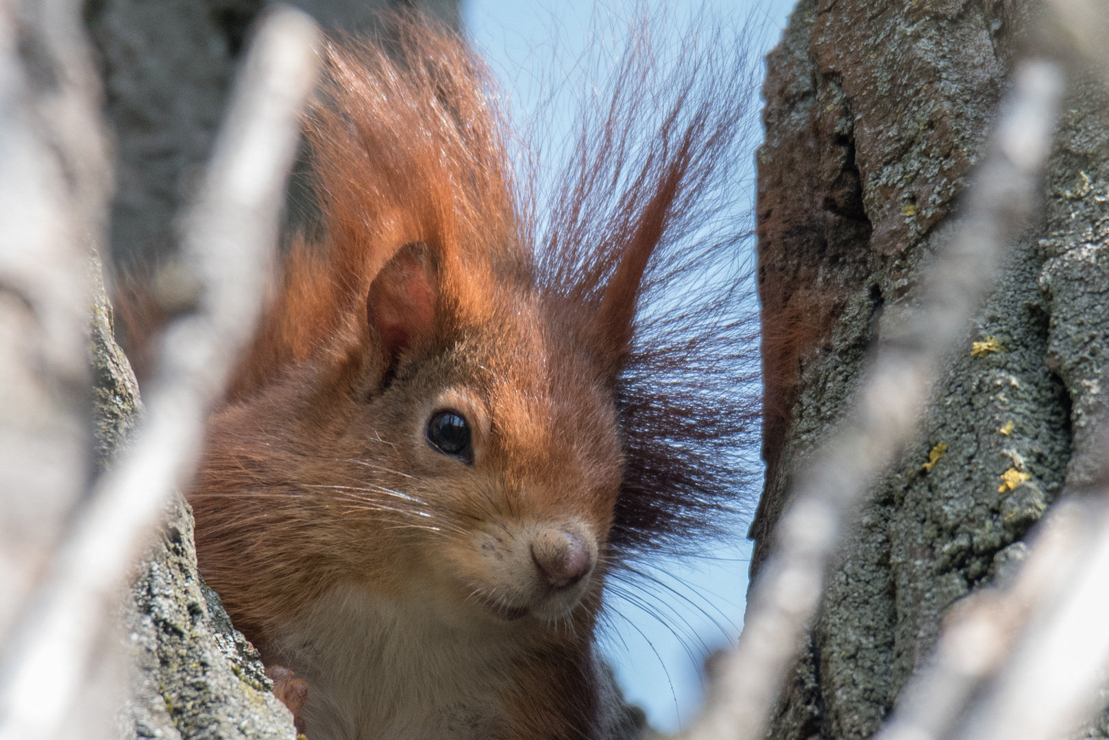 Eichhörnchen in Hochzeitsstimmung 1