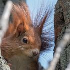 Eichhörnchen in Hochzeitsstimmung 1