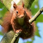 Eichhörnchen in Köln