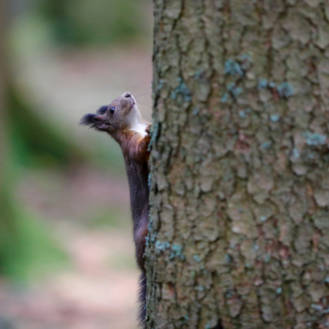 Eichhörnchen In Königsfeld