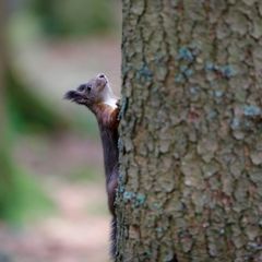 Eichhörnchen In Königsfeld