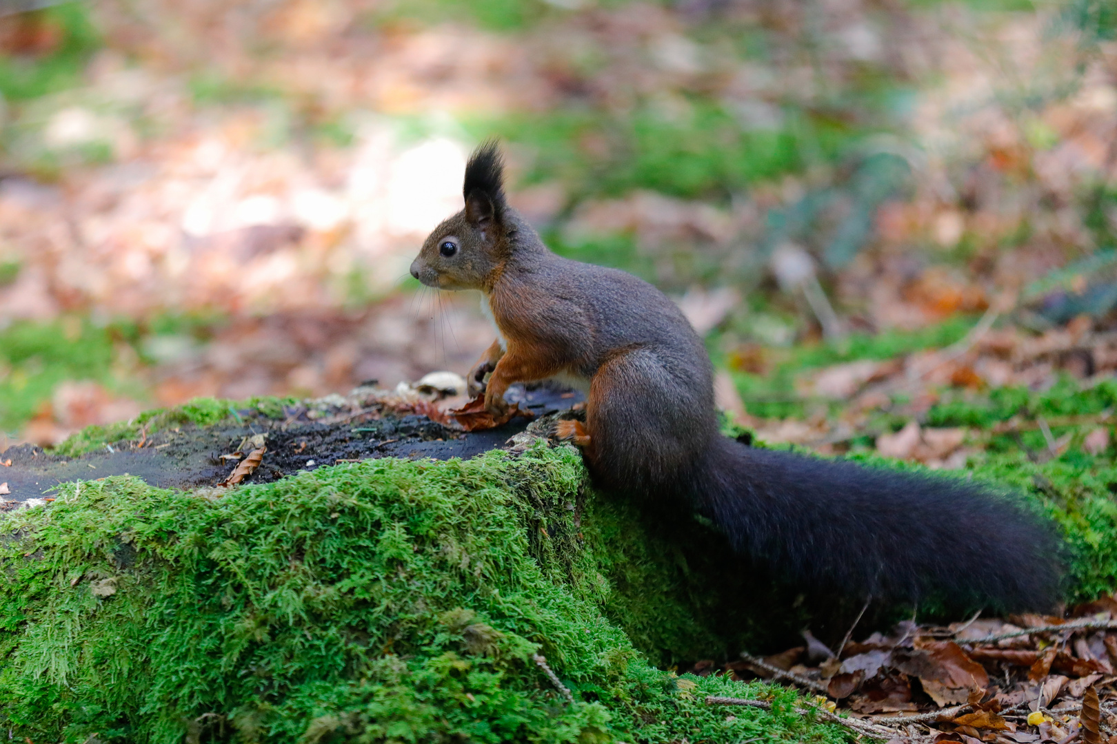 Eichhörnchen in Königsfeld