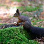 Eichhörnchen in Königsfeld