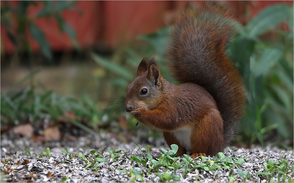 Eichhörnchen in Lappland