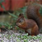 Eichhörnchen in Lappland