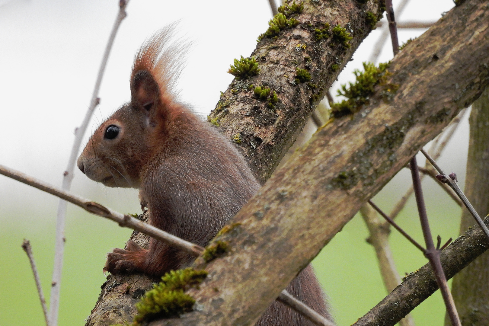 Eichhörnchen in Lauerstellung