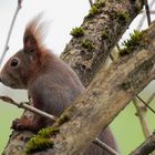 Eichhörnchen in Lauerstellung