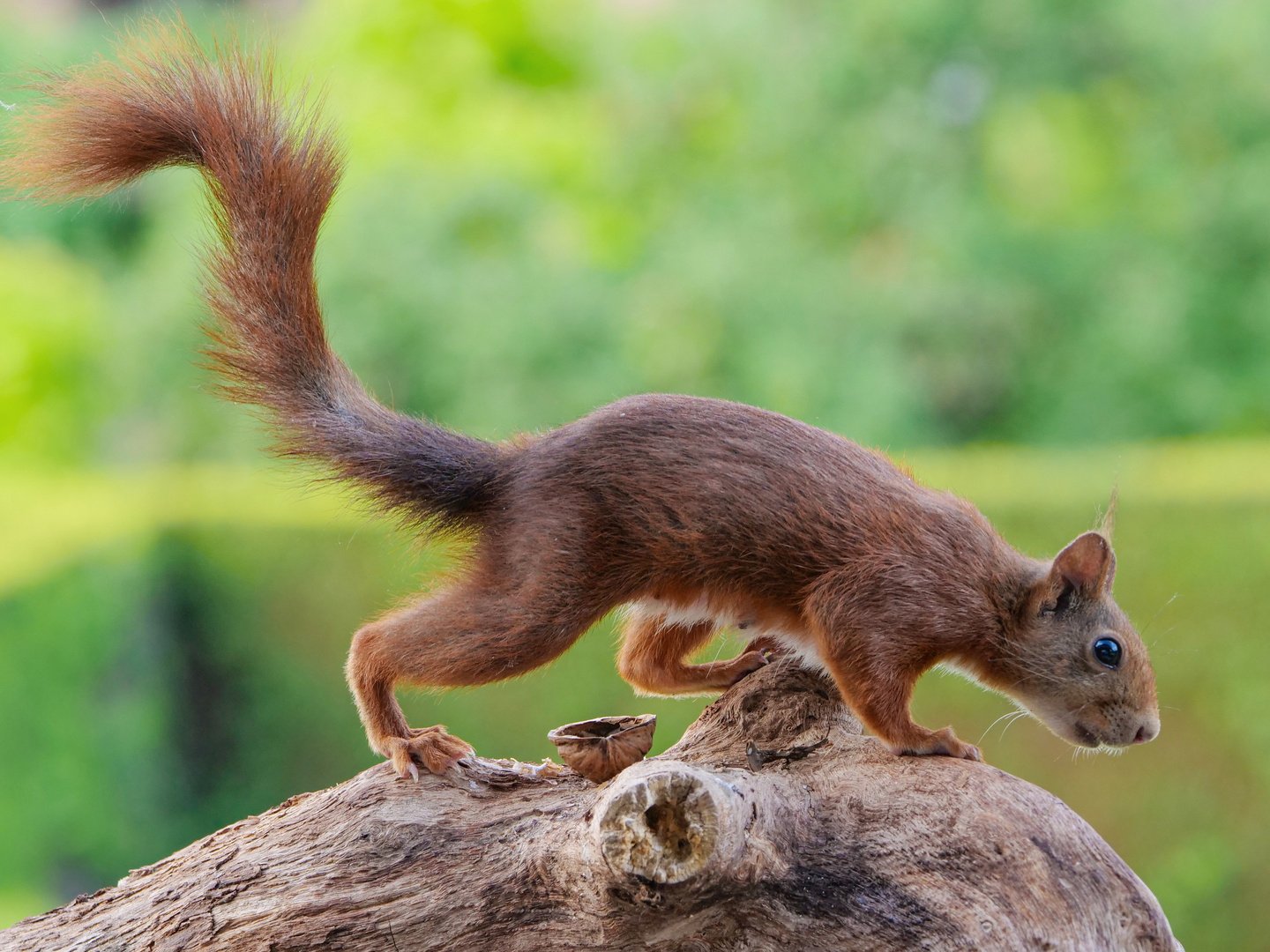 Eichhörnchen in Lauerstellung