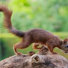 Eichhörnchen in Lauerstellung