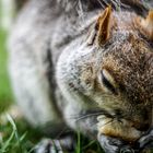 Eichhörnchen in London