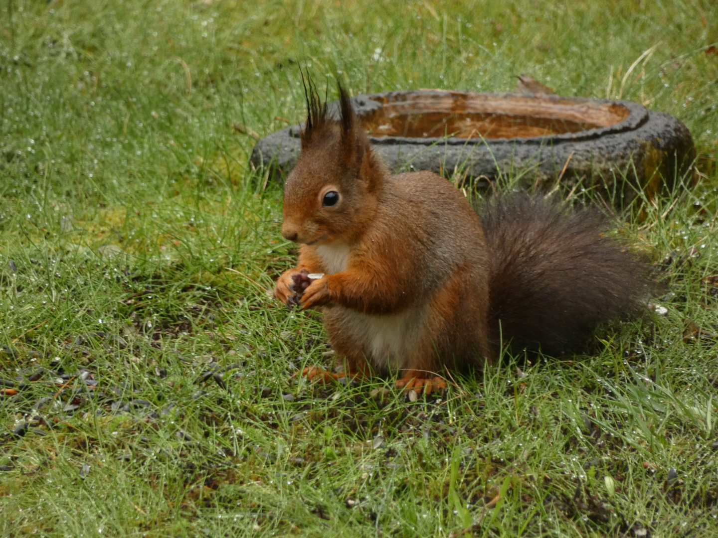 Eichhörnchen in meinem Garten