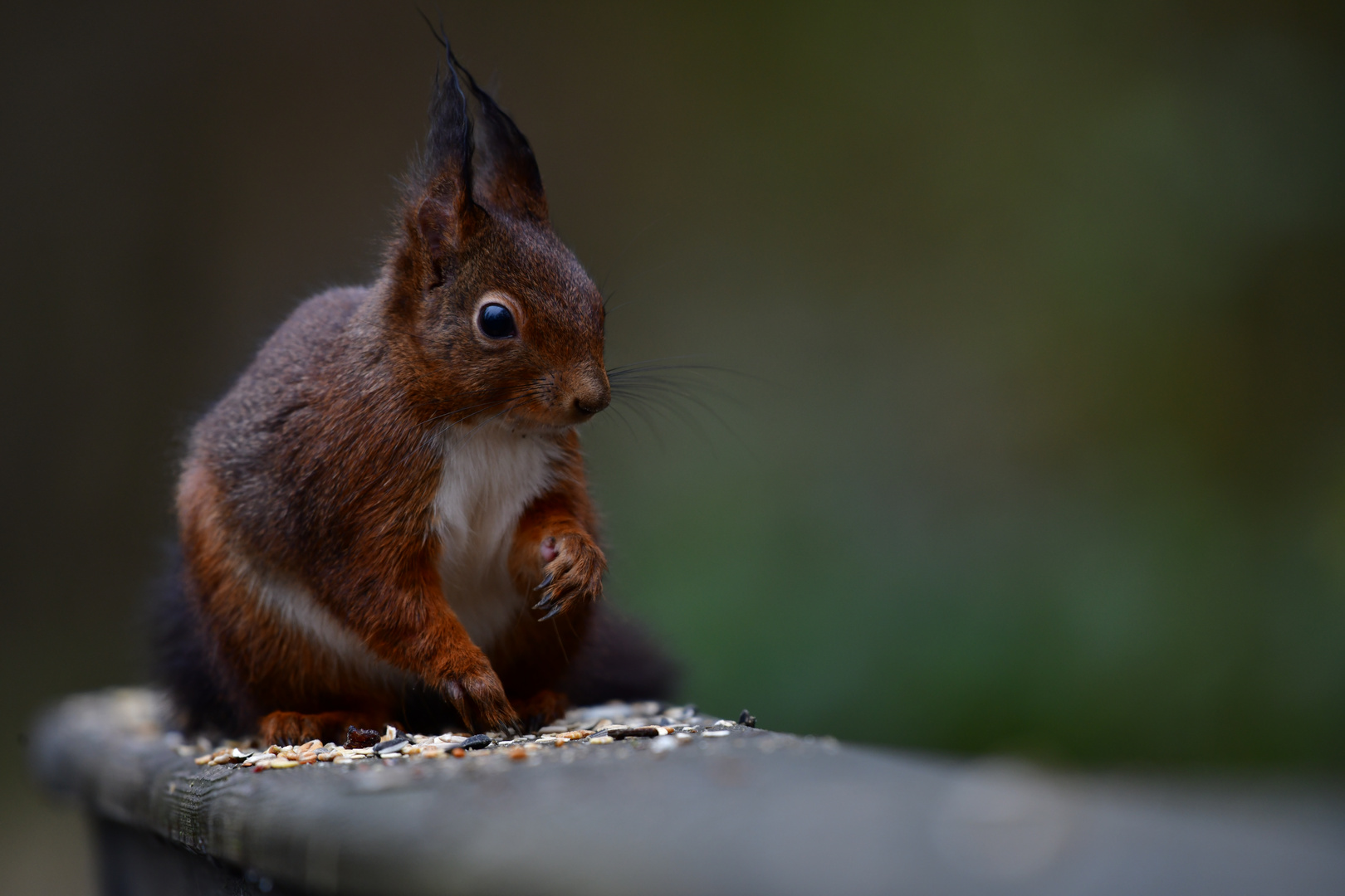 Eichhörnchen in Mülheim/Ruhr 2