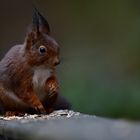 Eichhörnchen in Mülheim/Ruhr 2