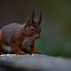 Eichhörnchen in Mülheim/Ruhr