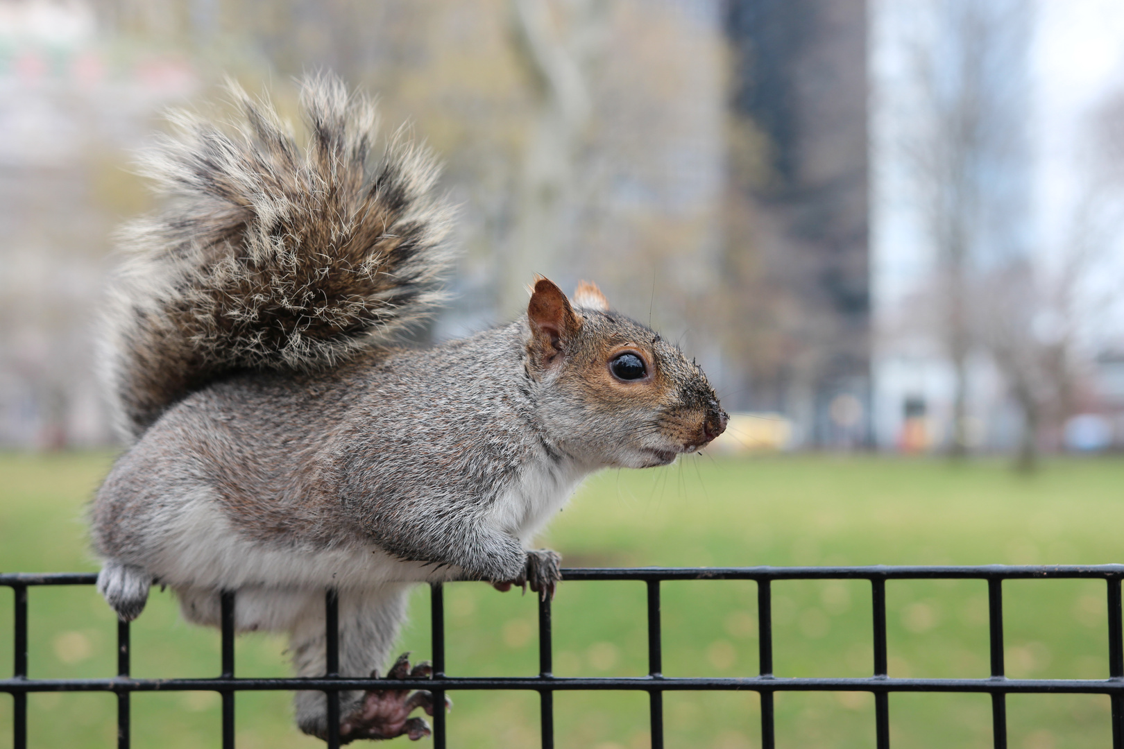 Eichhörnchen in New York