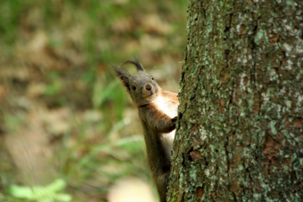 Eichhörnchen in Niederbayern