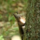 Eichhörnchen in Niederbayern