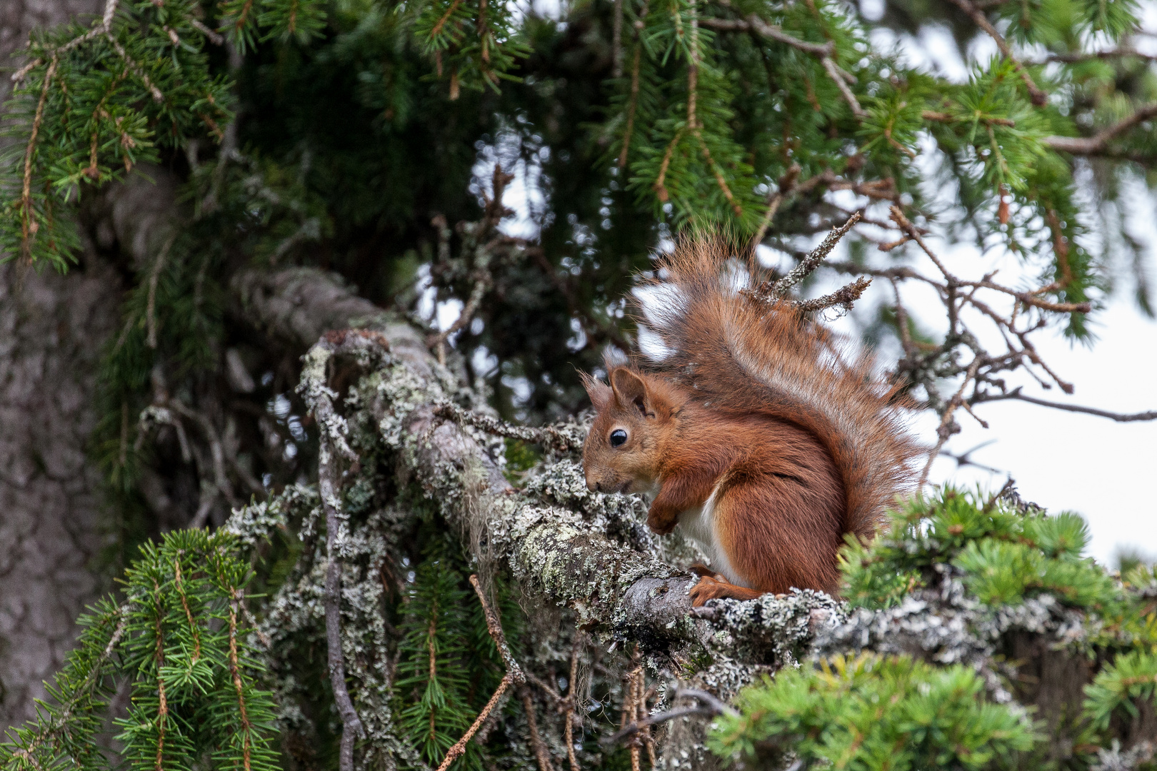 Eichhörnchen in Norwegen 2