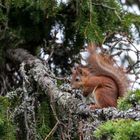 Eichhörnchen in Norwegen 2