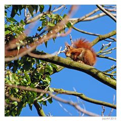 Eichhörnchen in Not...