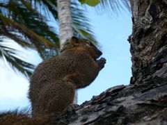 Eichhörnchen in Nusa Dua