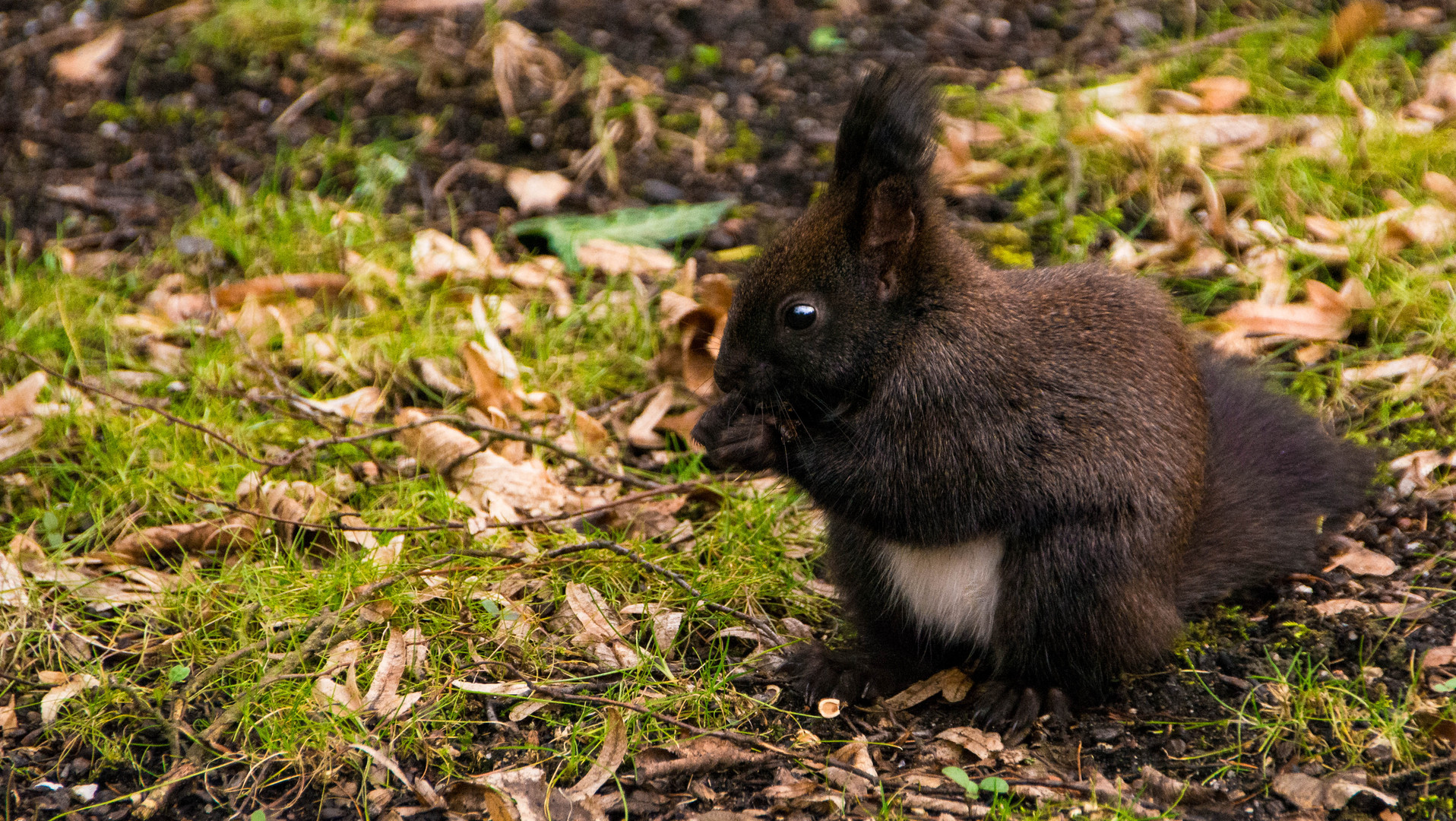 Eichhörnchen in Pillnitz