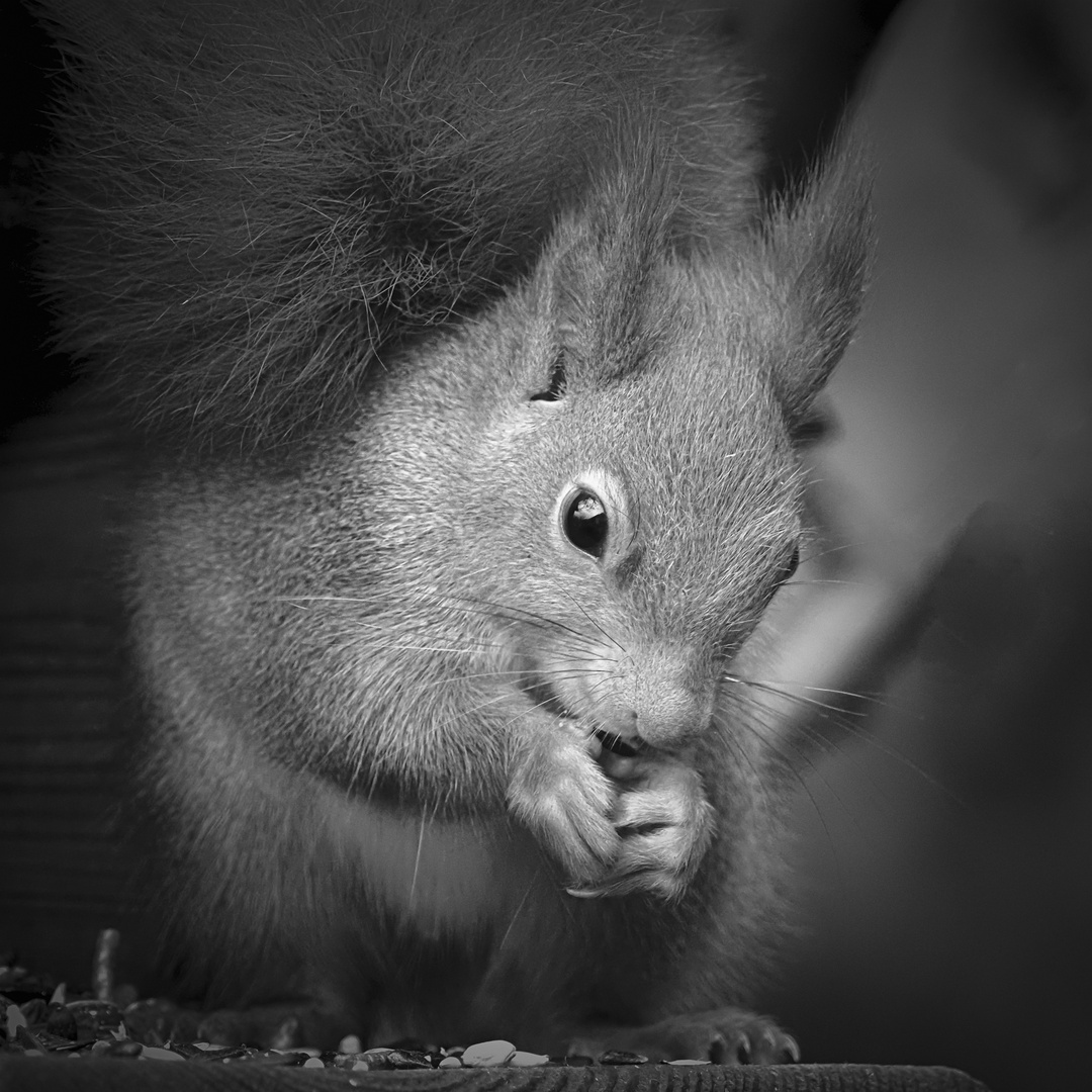 Eichhörnchen in Portrait