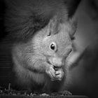 Eichhörnchen in Portrait