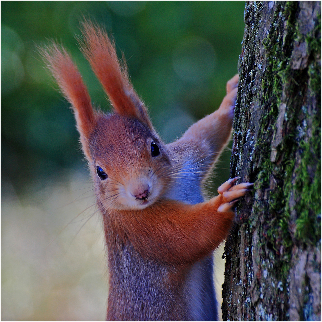 Eichhörnchen in Pose