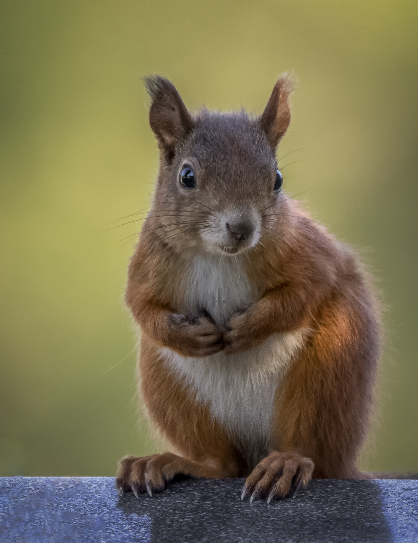 Eichhörnchen in Pose