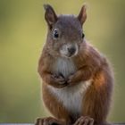 Eichhörnchen in Pose