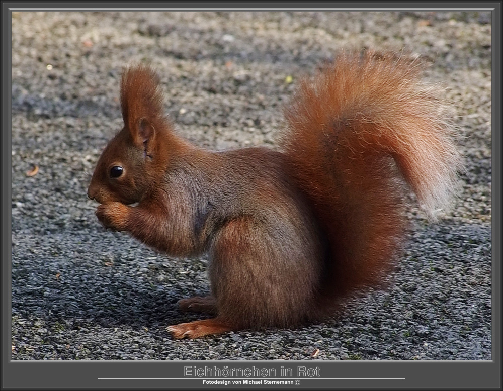 Eichhörnchen in Rot