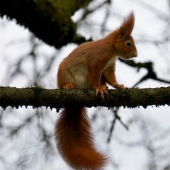 Eichhörnchen in  Rot