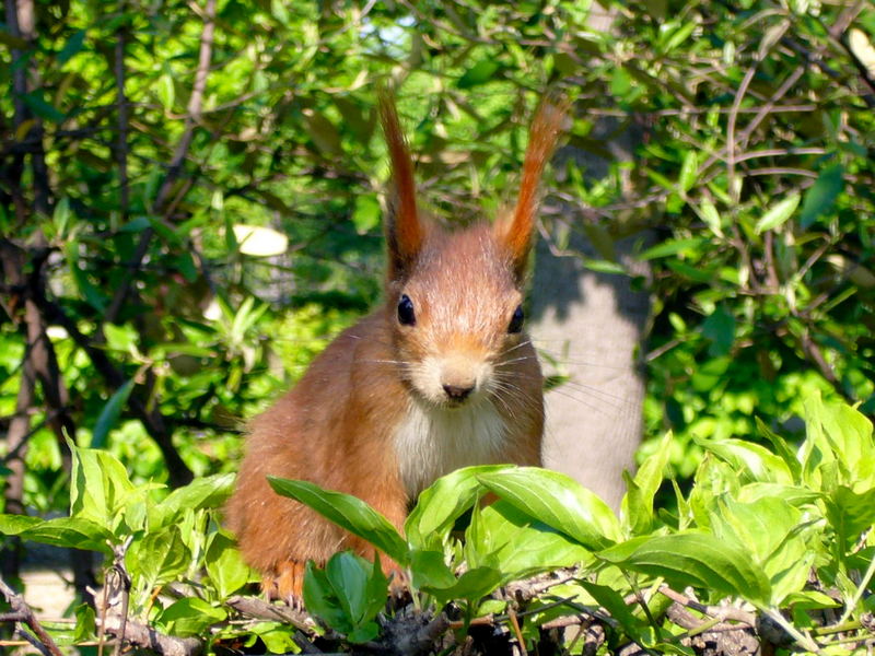 Eichhörnchen in Schönbrunn