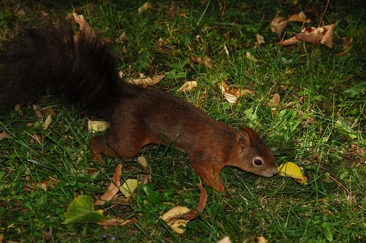 Eichhörnchen in Schönbrunn