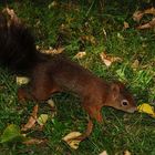 Eichhörnchen in Schönbrunn