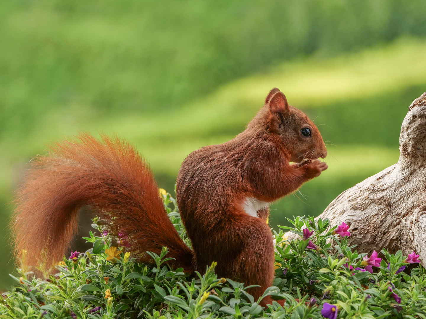 Eichhörnchen in schöner Lichtstimmung