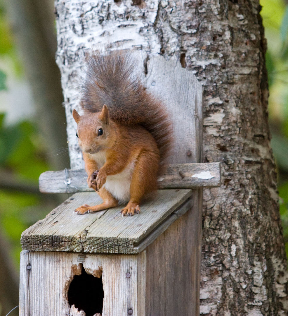 Eichhörnchen in Stockholm