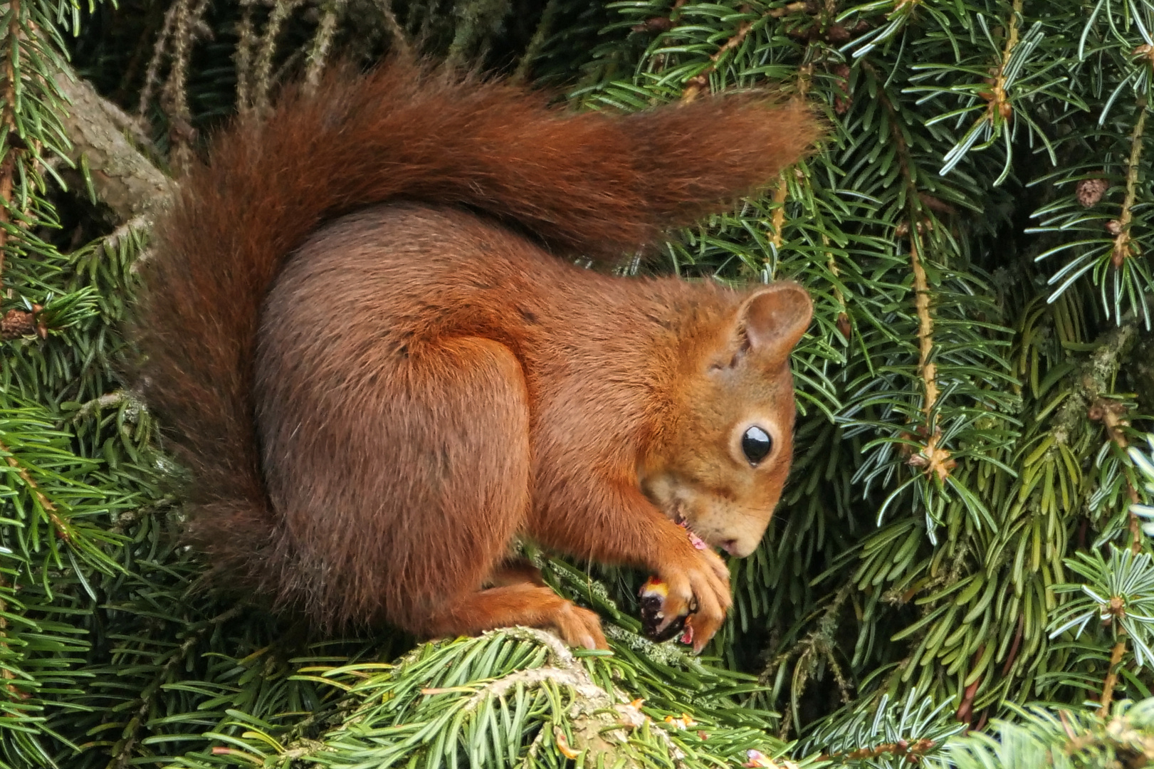 Eichhörnchen in Tanne