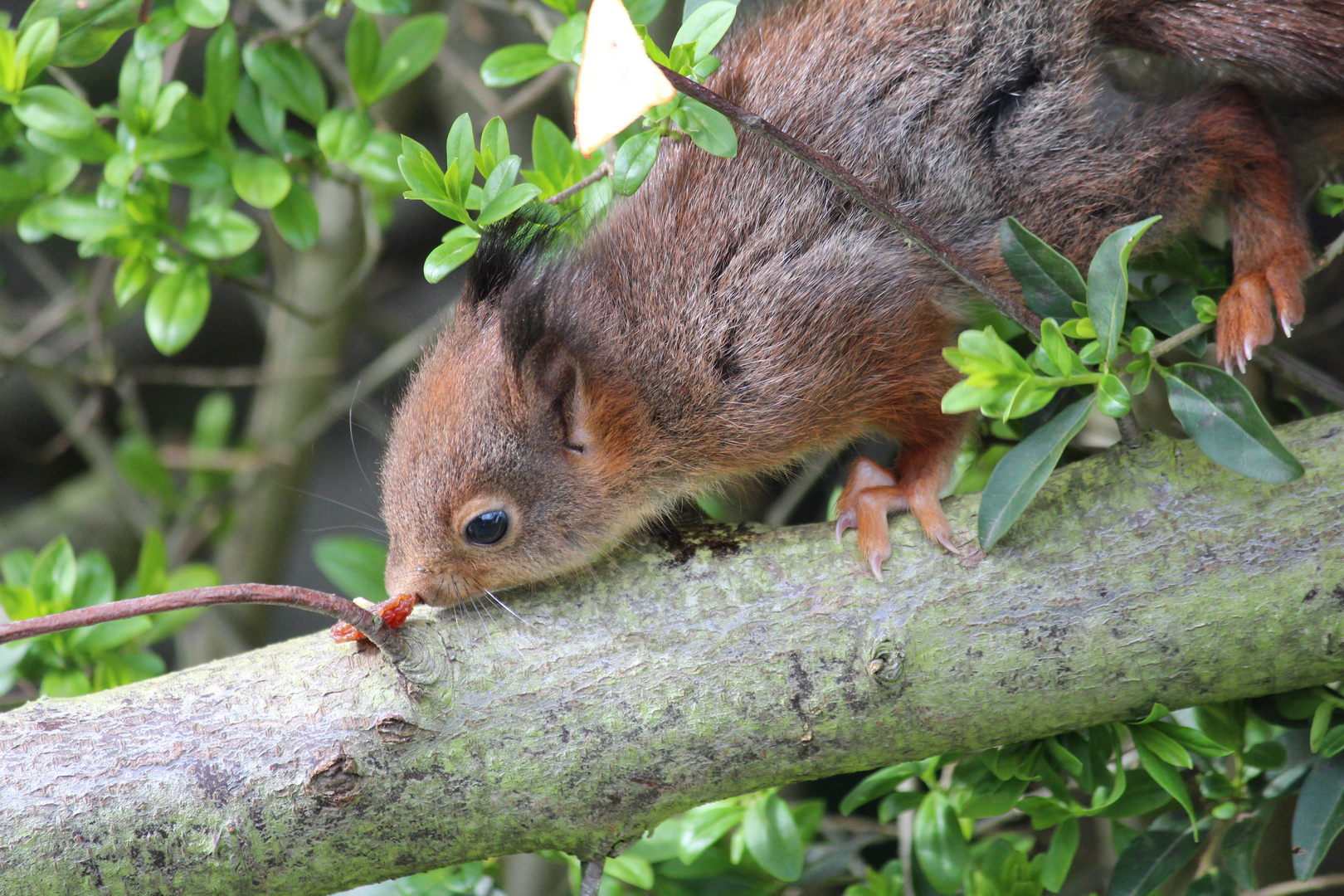 Eichhörnchen in unserem Garten 2