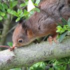 Eichhörnchen in unserem Garten 2