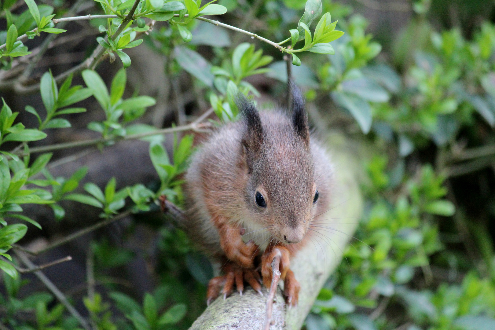 Eichhörnchen in unserem Garten