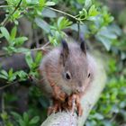 Eichhörnchen in unserem Garten