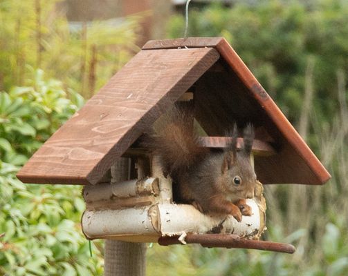 Eichhörnchen in Vogelhaus